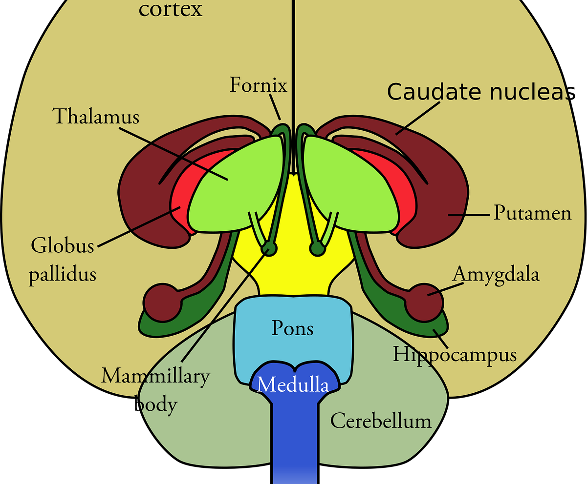 BIOLOGY FOR SENIOR SECONDARY SCHOOL 2 (SSS 2)