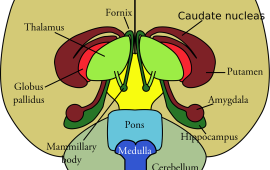 Parts of human brain